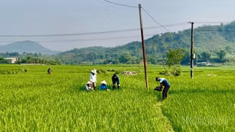 Từ nghị quyết đến hành động: Hợp Thành bứt tốc 2026