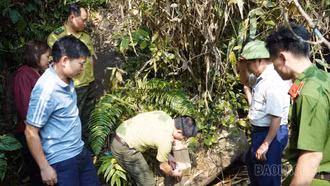 Xã Khánh Yên thả cá thể cu li lớn quý hiếm về môi trường tự nhiên