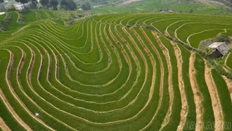 Đổi thay trên cánh đồng Tà Ghênh - từ bãi cỏ hoang thành miền no ấm