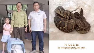 Người dân Cốc San phát hiện trăn đất, kịp thời bàn giao kiểm lâm