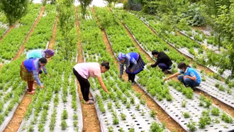 Lùng Phình: Nhiều hộ dân thoát nghèo và làm giàu từ cây dược liệu