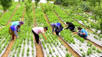 Lùng Phình: Nhiều hộ dân thoát nghèo và làm giàu từ cây dược liệu