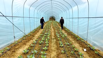 Trồng rau an toàn hướng mới giảm nghèo bền ở xã Lùng Phình