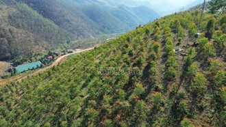 Làm giàu từ mô hình trồng bạch đàn Cự vĩ DH 32-29 trên đất đồi Bảo Hà