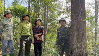 Lào Cai giảm 73 vụ vi phạm pháp luật về lâm nghiệp so với năm 2024