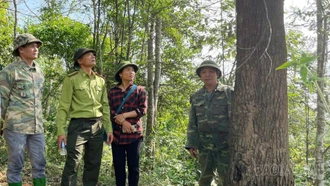 Lào Cai giảm 73 vụ vi phạm pháp luật về lâm nghiệp so với năm 2024