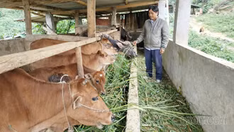 Hơn 1.300 lượt hộ nghèo và đối tượng chính sách được vay vốn tín dụng chính sách