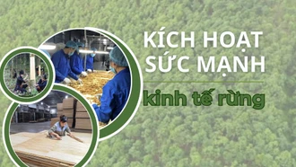 Kích hoạt sức mạnh kinh tế rừng