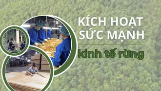 Kích hoạt sức mạnh kinh tế rừng