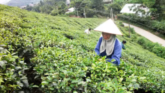 Siết chặt quản lý vật tư nông nghiệp để bảo vệ nền sản xuất bền vững