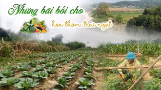 Những bãi bồi cho hoa thơm, trái ngọt