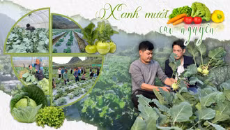 Xanh mướt cao nguyên