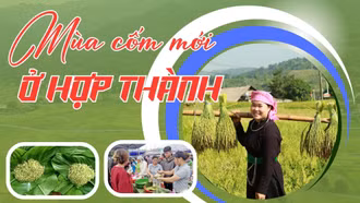 Mùa cốm mới ở Hợp Thành