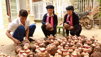 Cận cảnh thu hoạch khoai môn khổng lồ ở Trịnh Tường