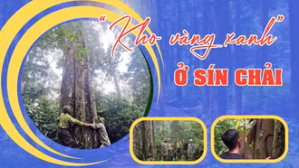 “Kho vàng xanh” ở Sín Chải