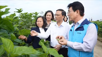 Gỡ nút thắt chuỗi giá trị nông nghiệp ở Trấn Yên