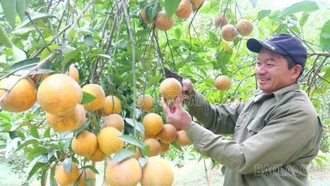 Động lực chuyển đổi sản xuất nông nghiệp hàng hóa