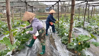 Liên Sơn chuyển đổi cây trồng tạo đột phá cho nông nghiệp