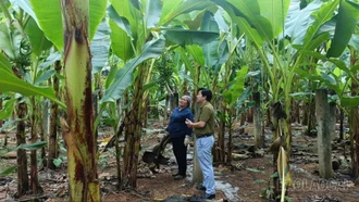  Lào Cai phấn đấu 100% diện tích chuối hàng hóa được cấp mã số vùng trồng phục vụ xuất khẩu