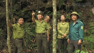 Lào Cai đẩy mạnh cấp mã số vùng trồng rừng nguyên liệu