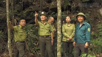 Lào Cai đẩy mạnh cấp mã số vùng trồng rừng nguyên liệu
