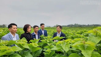 Trấn Yên phấn đấu đạt 1.500 tấn kén tằm và 90% diện tích quế đạt chuẩn hữu cơ vào năm 2030