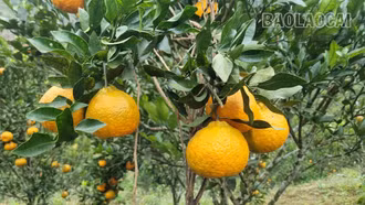 Ngọt ngào quýt van xù Mường Khương