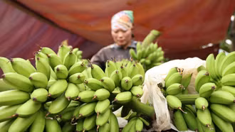 Chuối “cống phẩm” lên ngôi