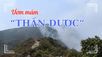 Ươm mầm “thần dược”