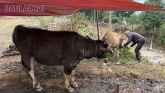 Di cư theo đàn trâu tránh rét