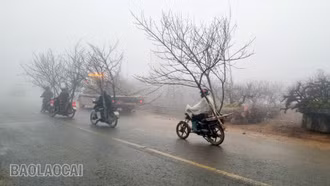 Đào Sa Pa sôi động ngày áp Tết