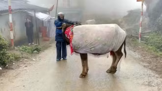 Tăng cường phòng chống đói, rét cho gia súc