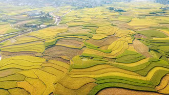 [Ảnh] Cánh đồng Hợp Thành rực rỡ sắc vàng