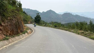 Đường mới mở lối cho cây quế Bảo Nhai vươn xa