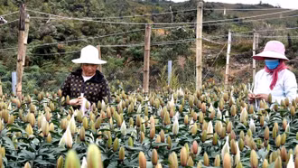 Hiệu quả chuyển đổi cơ cấu cây trồng trên đất lúa tại Lào Cai