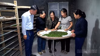 Nông dân Quy Mông tất bật vào vụ tằm đầu năm