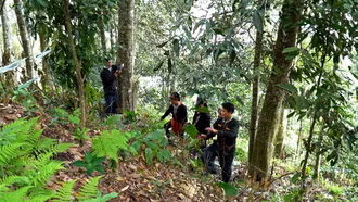 Vàng Ngần - Phát huy sức mạnh cộng đồng từ mô hình “đồi quế tập thể”