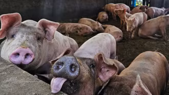 Dịch tả lợn châu Phi lan rộng: 30 tỉnh có dịch, hơn 100.000 con bị tiêu hủy