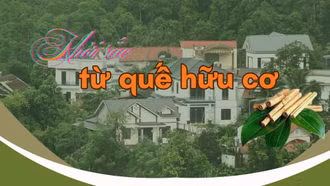 Khởi sắc từ quế hữu cơ