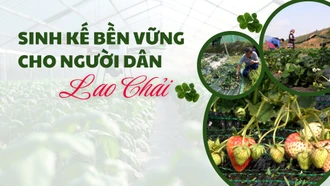 Sinh kế bền vững cho người dân Lao Chải