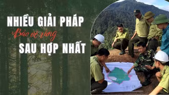 Nhiều giải pháp bảo vệ rừng sau hợp nhất