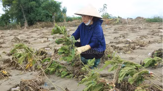 Cần thay đổi tư duy trồng dâu nuôi tằm