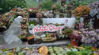 Sa Pa khai mạc Lễ hội Mùa Đông và Lễ hội Hoa Sen đá 2025 - “ Vũ điệu mùa Đông trong mạch nguồn văn hóa”