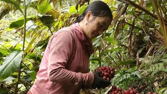 Con đường thoát nghèo từ cây thảo quả