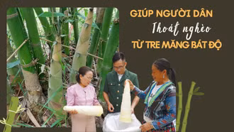 Giúp người dân thoát nghèo từ tre măng Bát độ