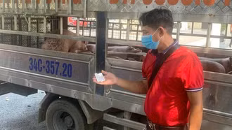 Dịch tả lợn châu Phi lan rộng 20 tỉnh thành