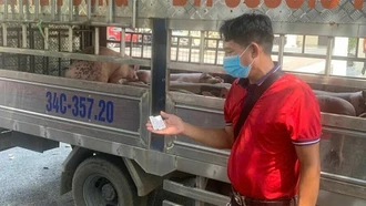 Dịch tả lợn châu Phi lan rộng 20 tỉnh thành