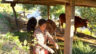 Giảm nghèo ở xã Trạm Tấu - Khi nghị lực người vùng cao gặp đúng chính sách