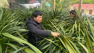 Chăm hoa tiền tỷ - Nông dân nỗ lực từng ngày