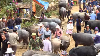 Bắc Hà thống nhất mở họp chợ trâu vào thứ 7 hàng tuần